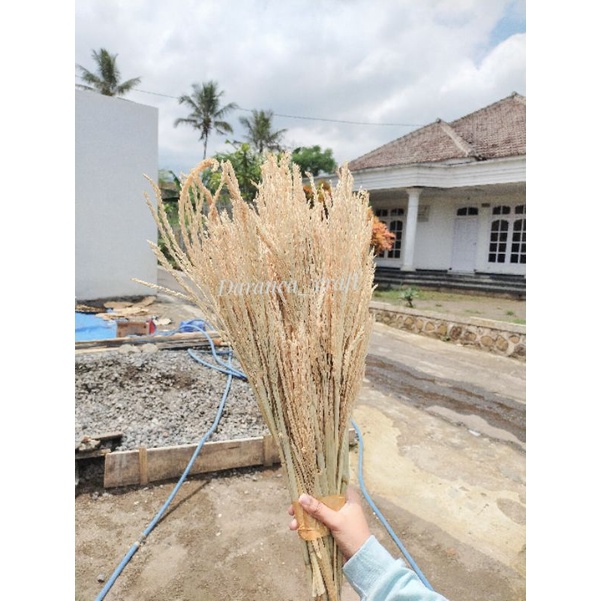 Bunga jagung putih bleaching kering berkualitas