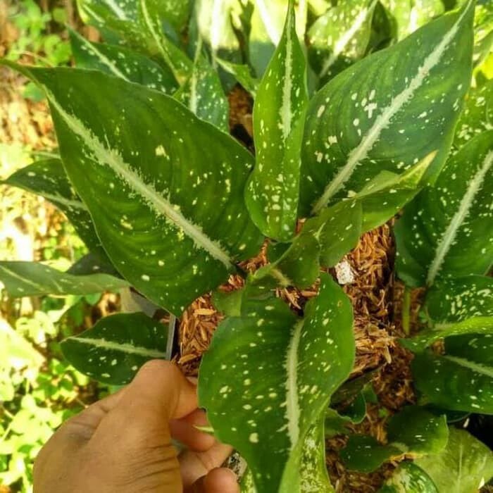 PROMO Tanaman hias aglonema srikit, blanceng srikit