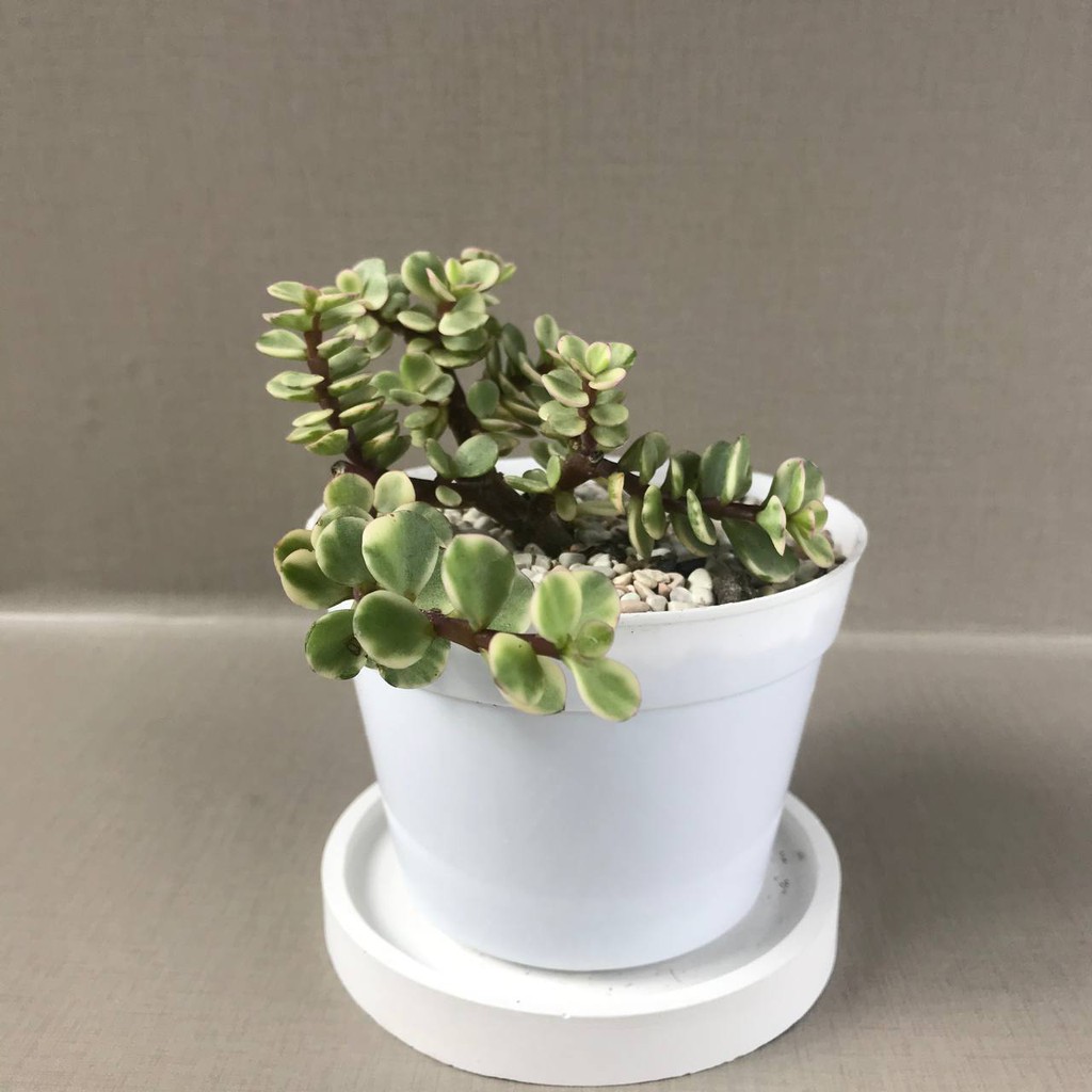 Kaktus sukulen (portulaca afra Var) tanaman hias hidup- Medium Size