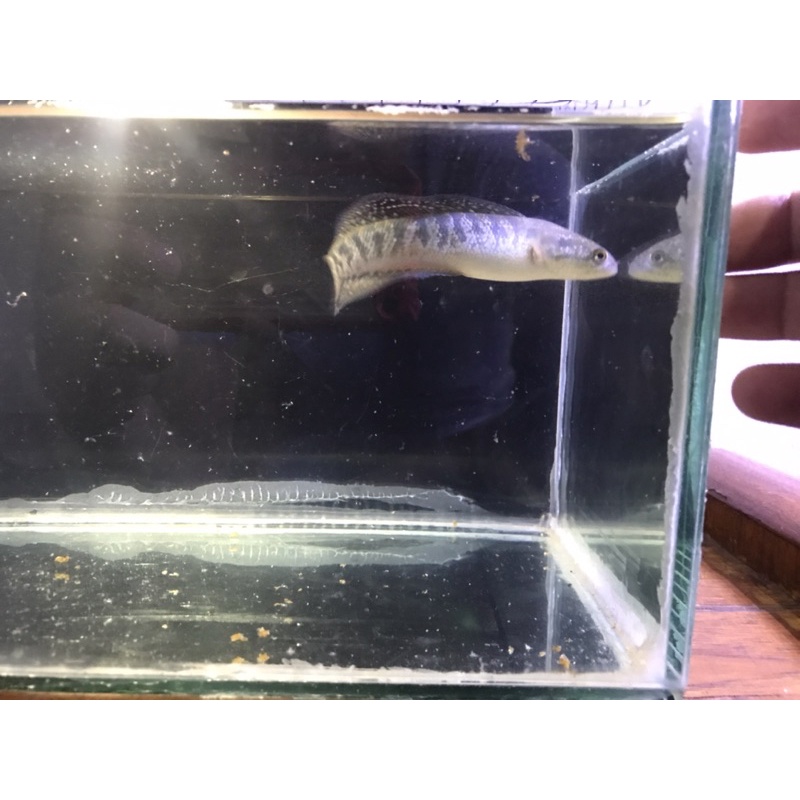 Channa Asiatica RSWS Gondrong 12-14CM