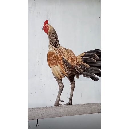 Ayam mangon iq (telur) siap tetas