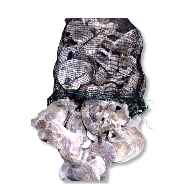 Media Filter KERANG OYSTER 2KG