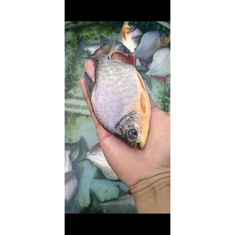 

ikan bawal