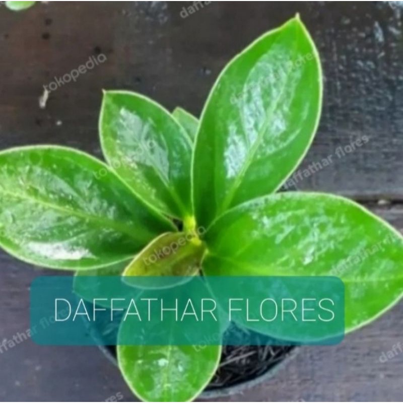 tanaman hias anthurium jemani kol