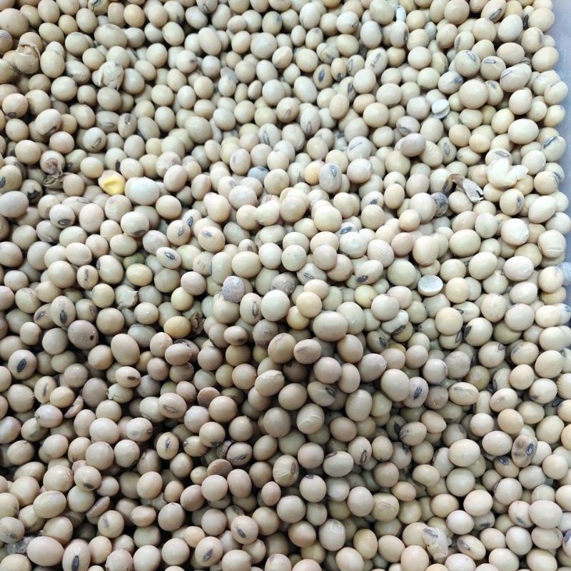 Kacang Kedelai 500 gr