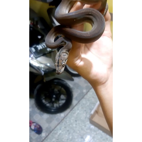 retic golden child selayar anery 50%SD