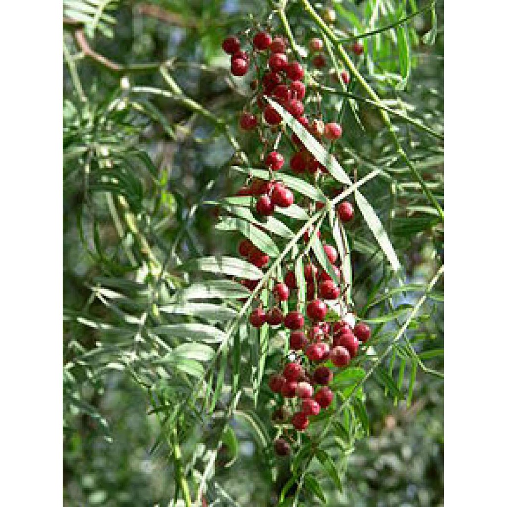 

Skin Dewi Pink Pepper Oil 8gr (Skincare Organic)