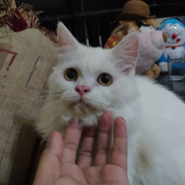 muhaarsyad1