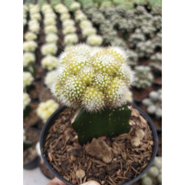 kaktus grafting scople albino tanaman hias unik