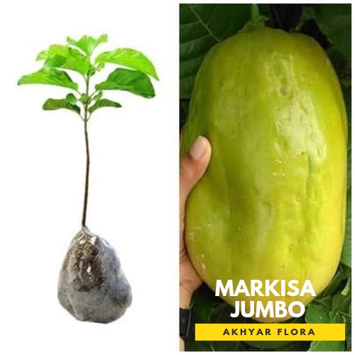 READY BIBIT MARKISA JUMBO BIBIT BUAH MARKISA TANAMAN BUAH MARKISAH JUMBO