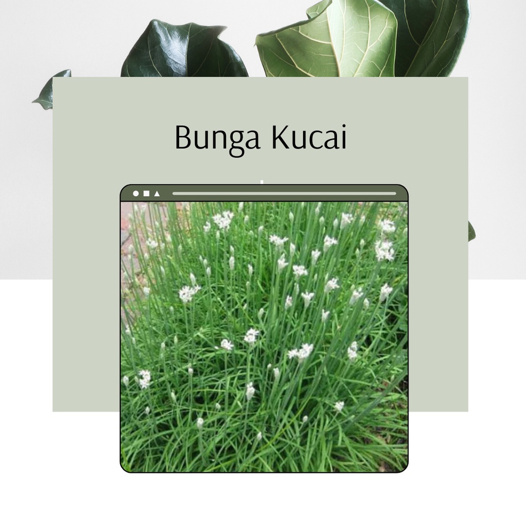 Tanaman Hias Bunga Kucai Bunga Kucai Tanaman Bunga Kucai Murah