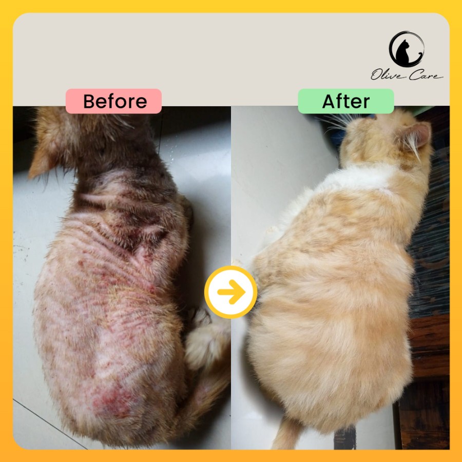 Olive Care Vitamin kulit kucing dewasa Jamur, Scabies, Ringworm Obat jamur Kucing