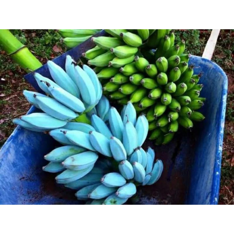 

Bibit Bonggol pisang biru atau banana blue in java huma madinah asli