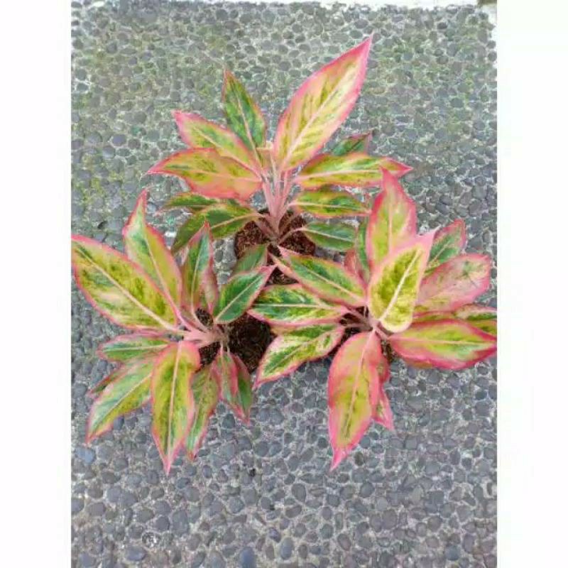 Tanaman Hias Aglonema Lipstik aurora orange.