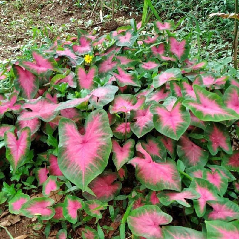 Keladi pink love cantik / keladi pink