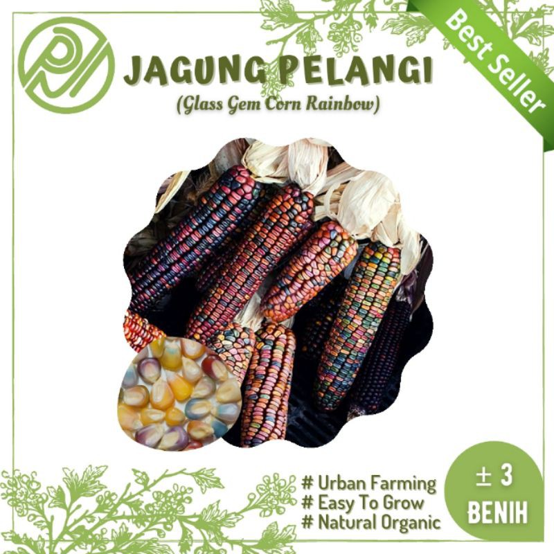 Jual Benih Jagung Pelangi Rainbow Corn (Glass Gem Gorn Rainbow