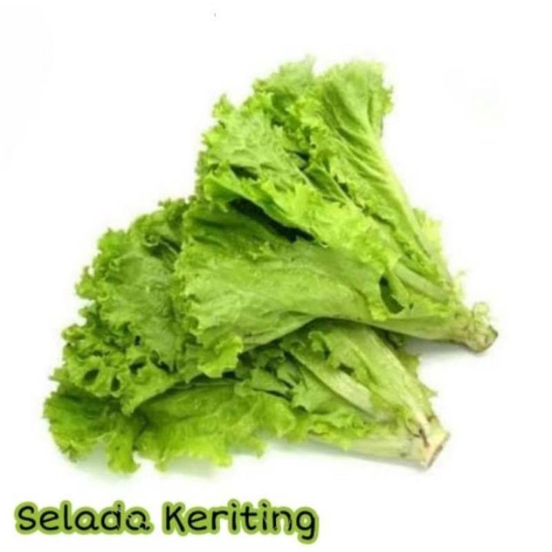 

DAUN SELADA