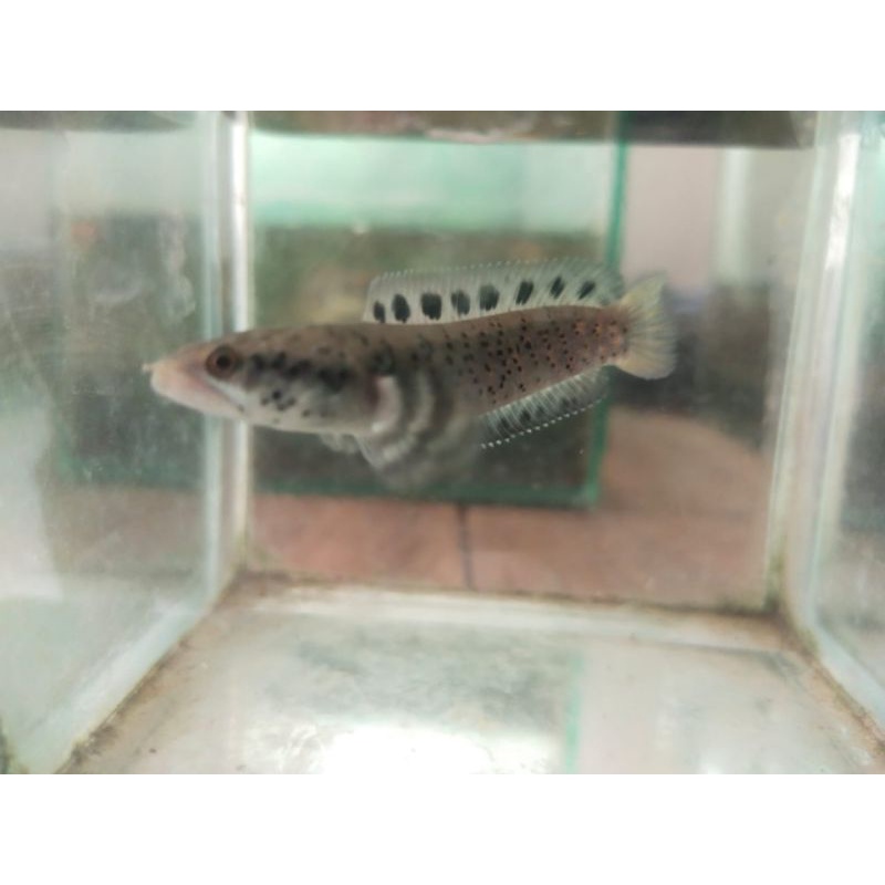 hiasan aquarium Cana orna yl / baby Cana orna yellow lips size 3,4,5,6,7,8,9,10cm