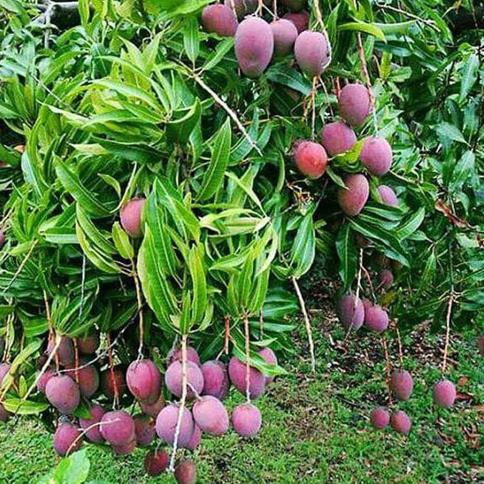 Bibit Mangga Irwin Buah Ungu #_*