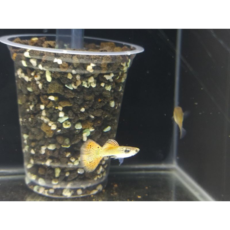 

Ikan Guppy Galaxy Red Medusa (GRM) PAIR