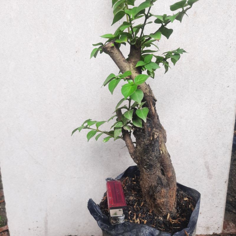 Bahan bonsai Gulo gumantung / gulgum lumayan ngepen