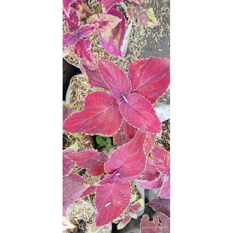 tanaman hias macam macam MIANA