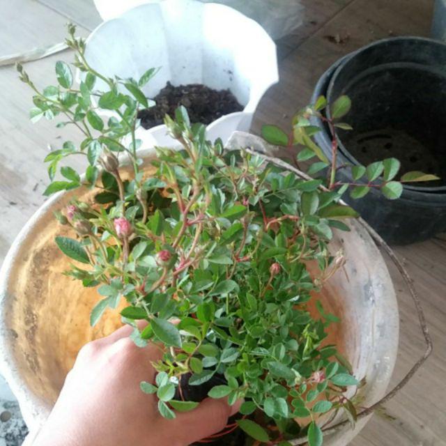 Bibit Tanaman Bunga Mawar Mini Pink I Babyrose Pink