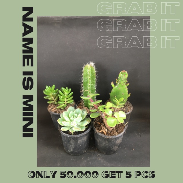 

NAME IS MINI CACTUS [PAKET 5pcs/50k]