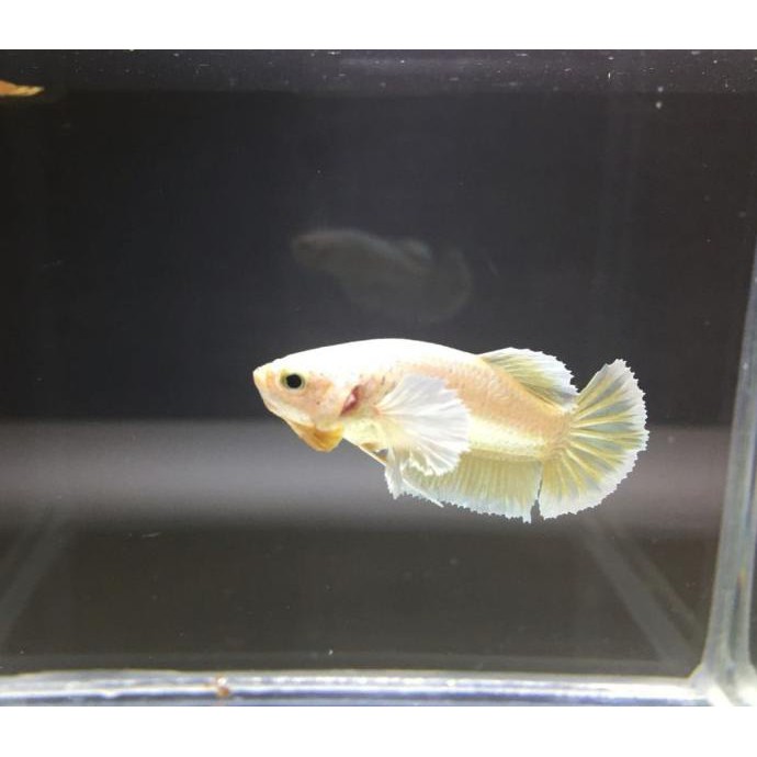 Ready Ikan Cupang Dumbo Ear Soft Gold