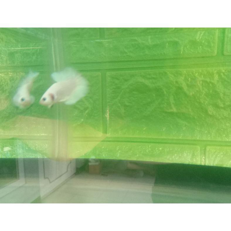 Diskon Ikan Hias Cupang Blue Rim