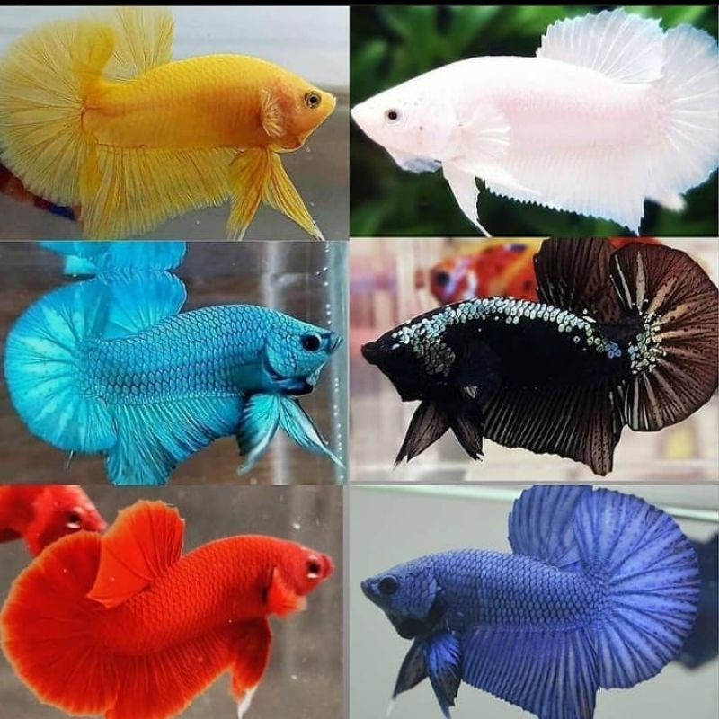 cupang besgel cupang cendolan cupang besgel koi