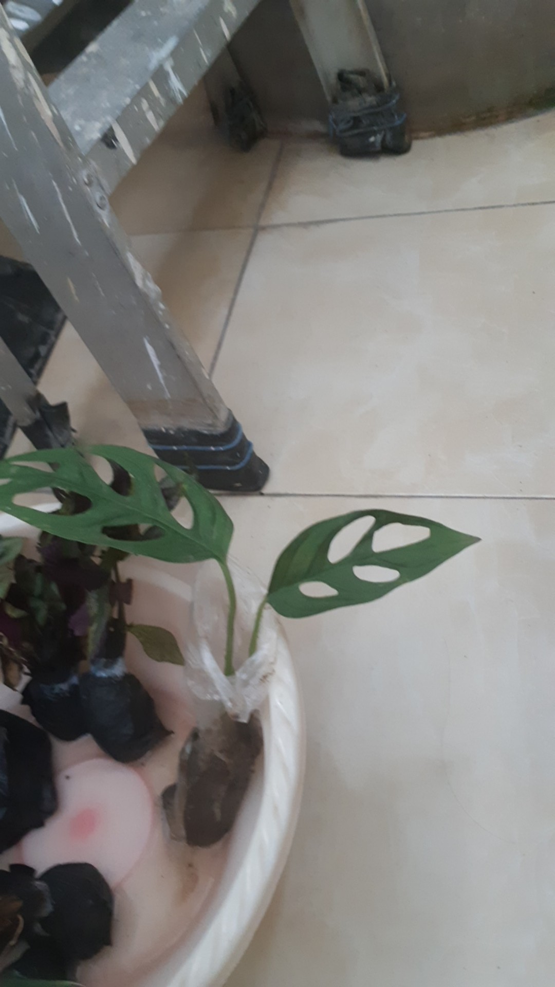 Pohon Janda Bolong Monstera Adansoni Accuminata Monstera Adansonii Acuminata