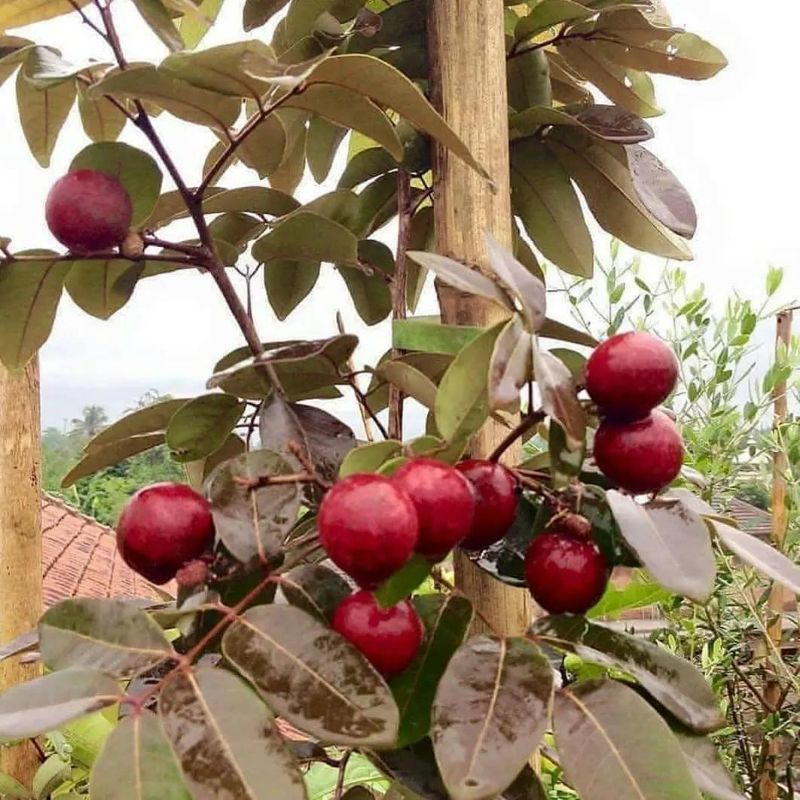 Bibit Kelengkeng Merah -Matalada  Berbunga | Berbuah