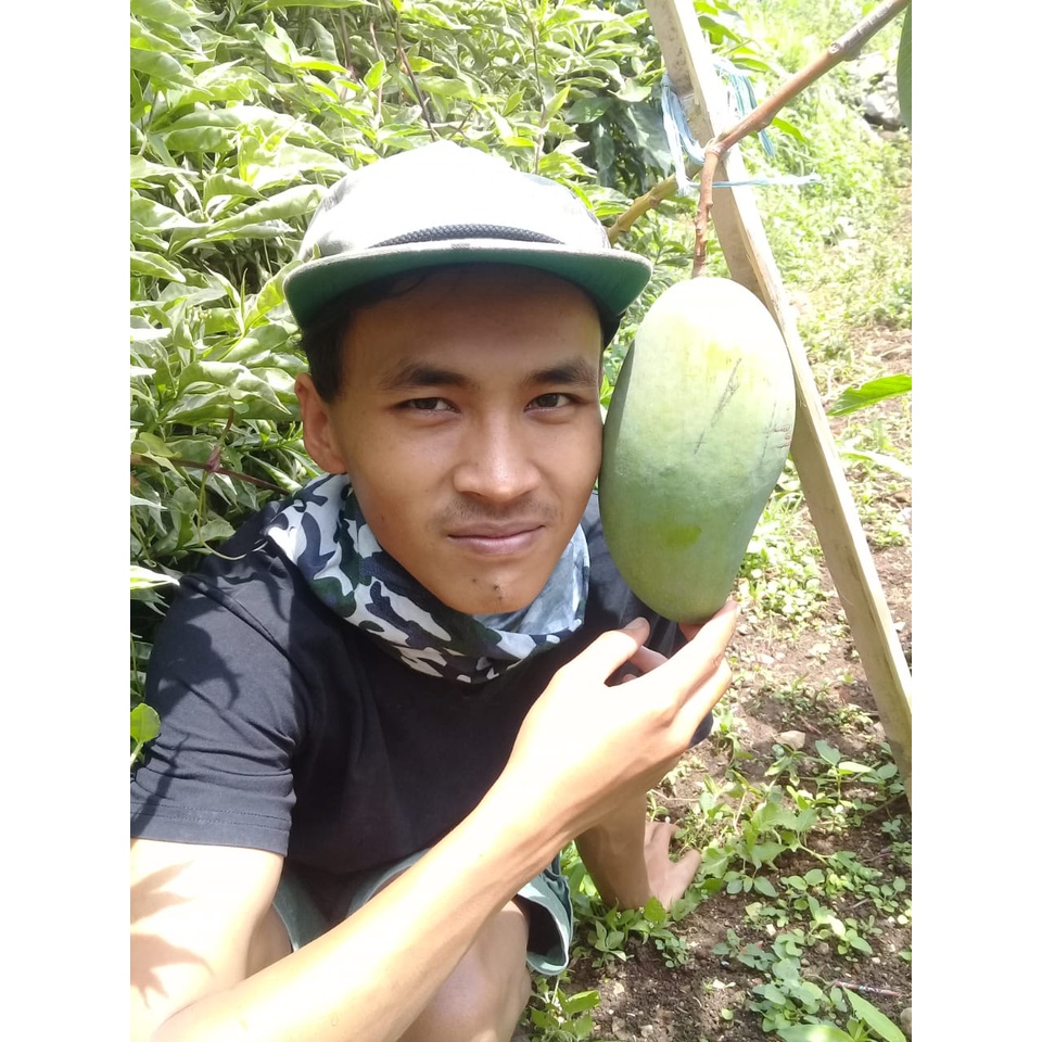 Bibit Mangga Kiojay/Tanaman Mangga Khiojay Jumbo Okulasi Cepat Berbuah (Jaminan Original)