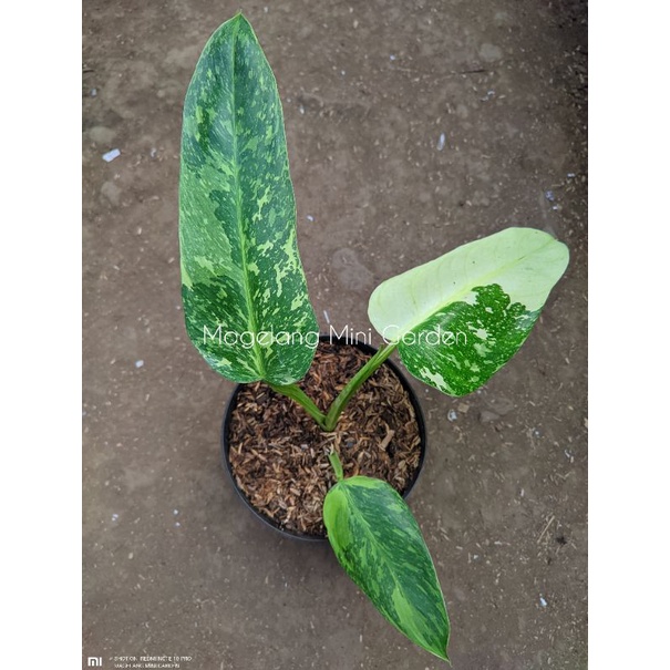 Philodendron josebuono