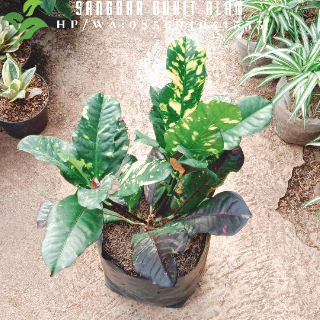 Tanaman hias puring oscar / puring croton rimbun