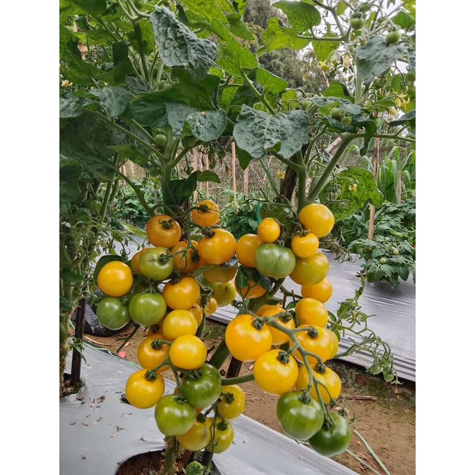 Benih Bibit Biji - Tomat Mini Micro Tom Yellow (Cherry) MicroTom Tomato Seeds