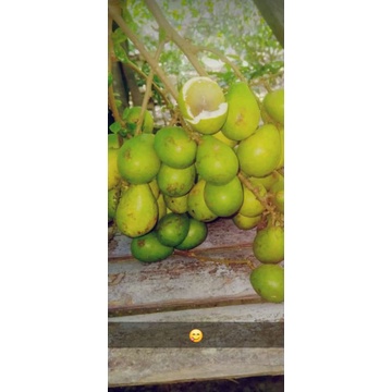 

Buah Matoa