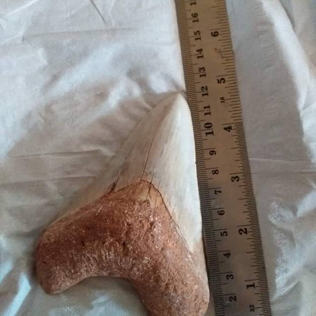 Super best seller natural fossil megalodon