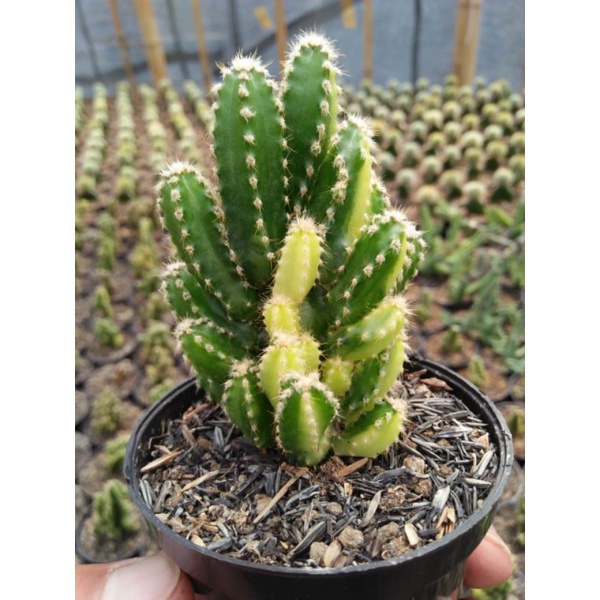 kaktus opuntia candi variegata | tanaman hias | kaktus dan sukulen