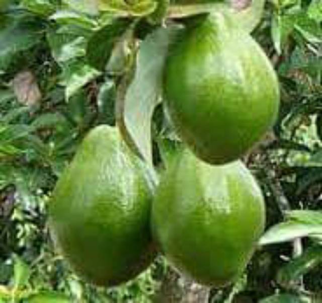 Bibit alpukat miki berbunga