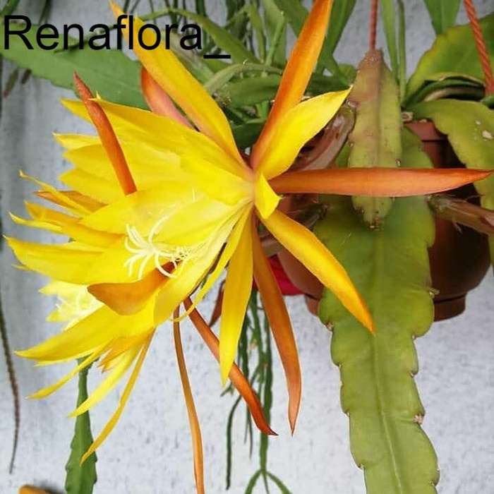 Bibit bunga wijaya kusuma epiphyllum kombinasi kuning-orange bunga hiasan gantung depan rumah hidup 