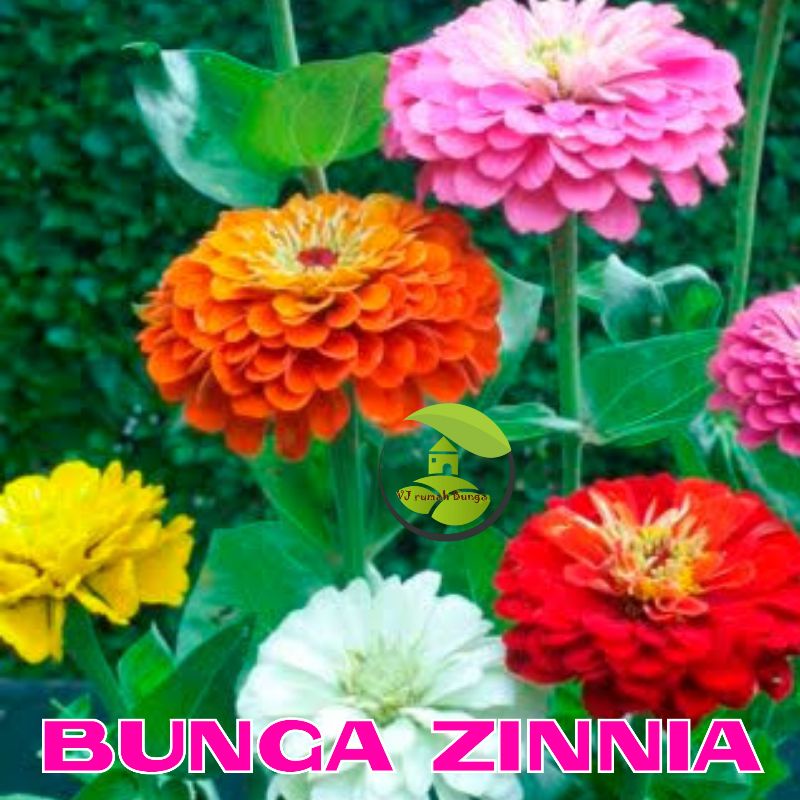 Benih Bibit Bunga Zinnia Bunga Kertas kelopak double mix