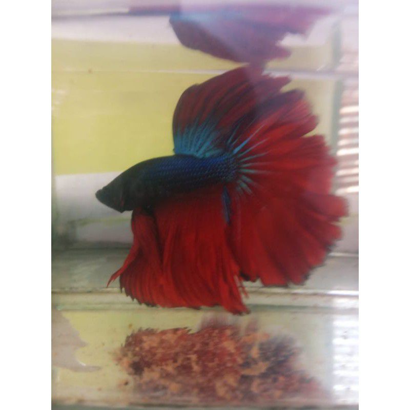 ikan cupang halfmon cendolan (free packing)