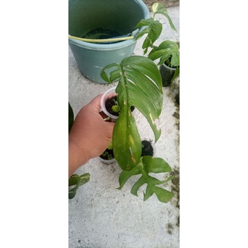 Ekor Naga Varigata Kuning