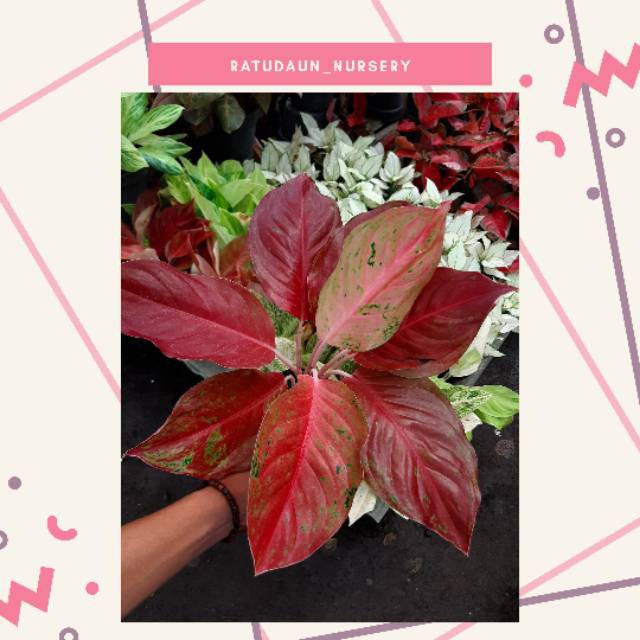 AGLAONEMA LAKSAP MUTASI / RED STRIPTIS SPESIAL