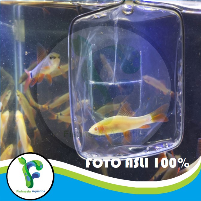 Ikan Hias Aquascape Redfin Shark Albino