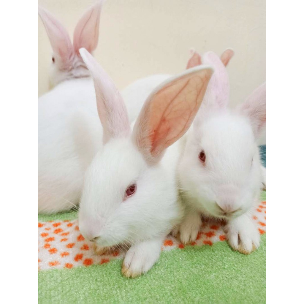 KELINCI NEW ZEALAND  PURE  RAS ASLI JUNIOR BERSIH LUCU TERAWAT BERKUALITAS