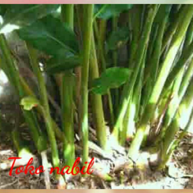 

Batang pohon kecombrang 1kg