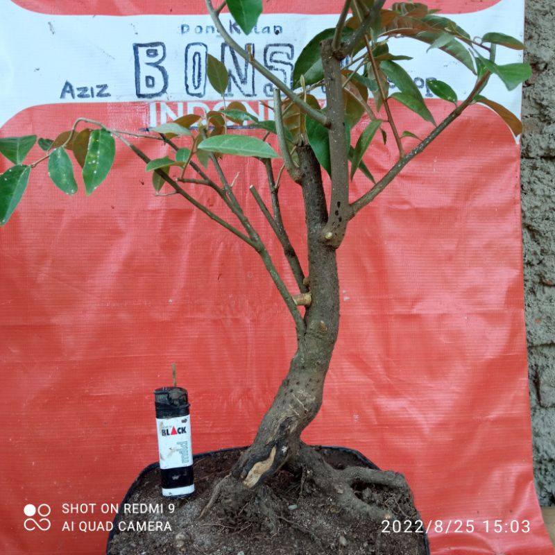 bahan bonsai dongkelan kiperak/ silverberry karakter